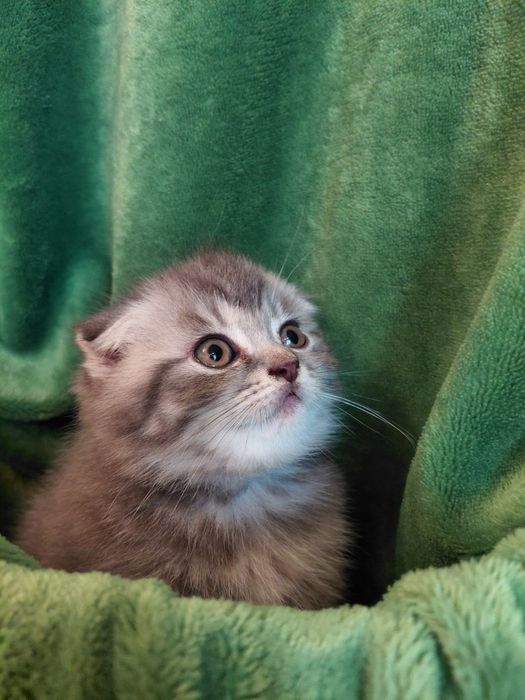 Шотландські кошенята