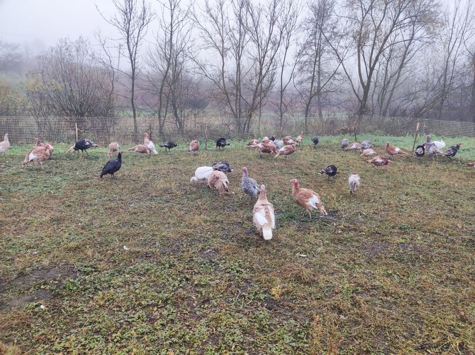 Продам індики 7 місяців