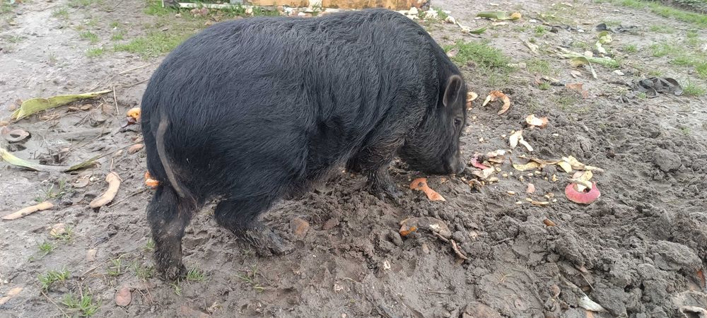 Porco Vietnamita ( com um ano)