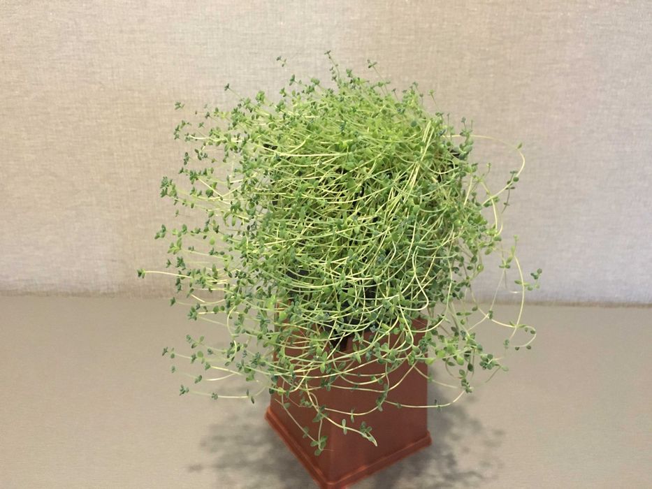 Очиток седум сукулент