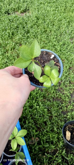 Морозник продам молоденькие кустикт