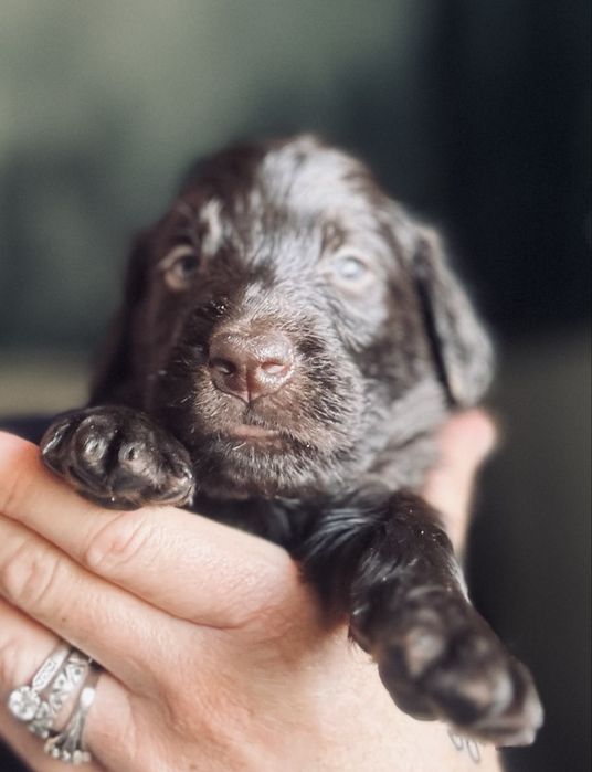FLAT COATED RETRIEVER - wątrobiany chłopczyk odb poł Maja