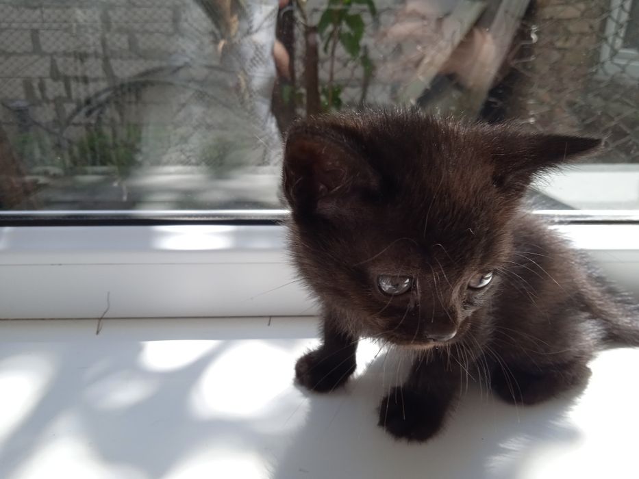 4 маленьких друга ищут семью