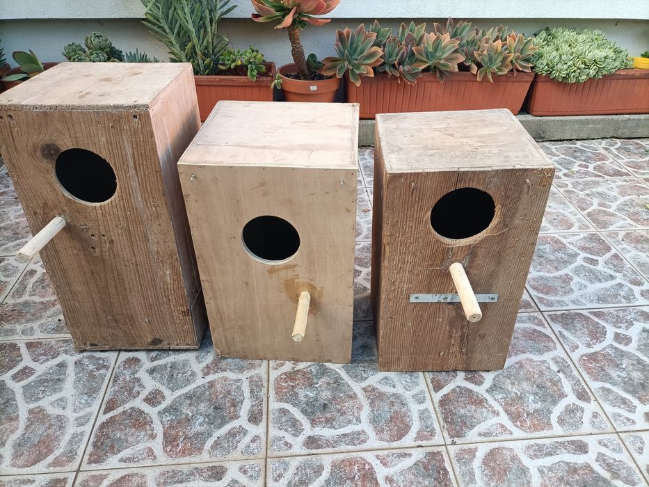 Tenho 3 Ninhos de Ring Necks para cedência