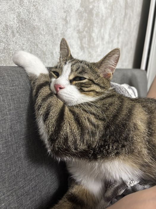 Отдам котика в хорошие руки, бесплатно