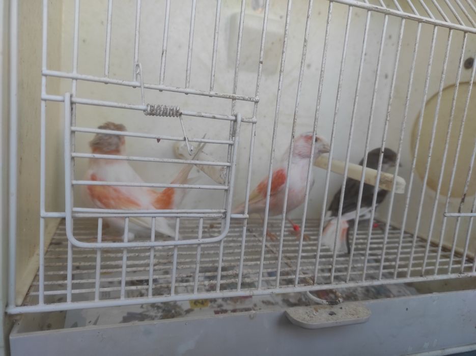 Fêmeas arlequim português