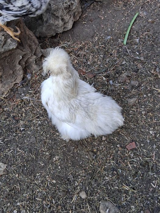 Macho sedosa do Japão