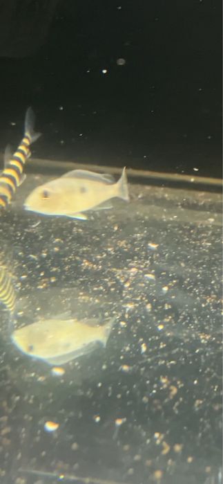 Geophagus Read Head tapajos