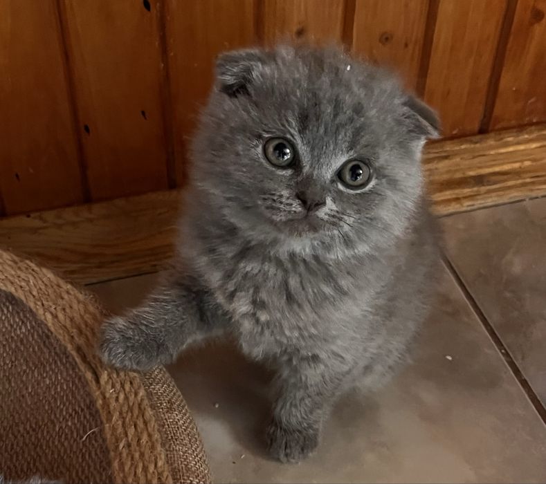 Шотландські кошенята