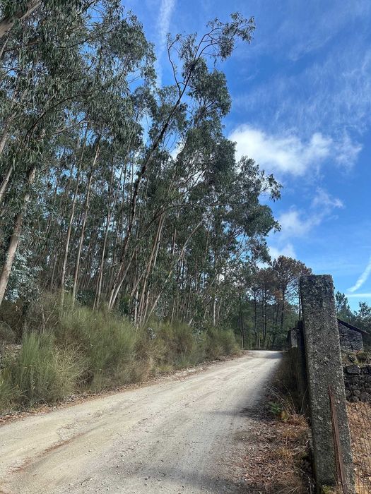 Bouça a 5€ m2 com 8.901m2 em Eiriz - Paços de Ferreira