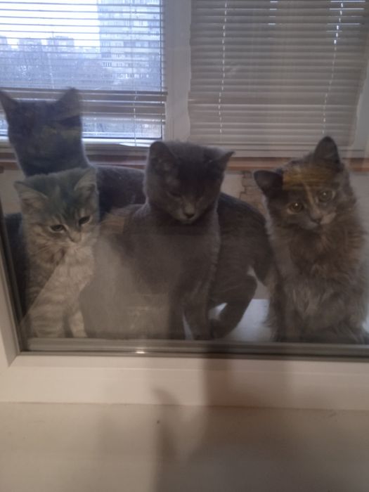 Котята Отдам в хорошие руки