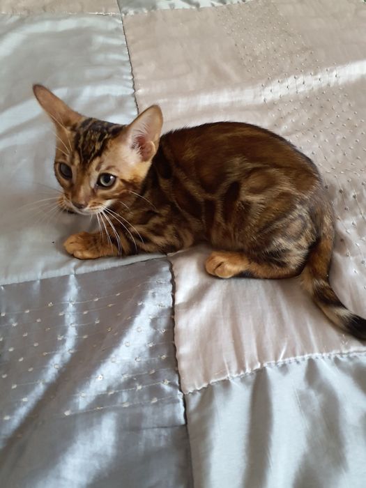 Хлопчик бенгал в улюбленці , BEN 24