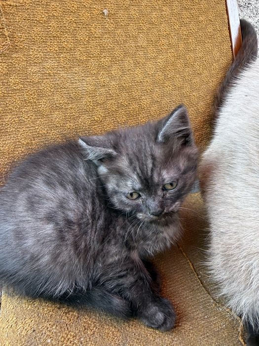 Кошенята в добрі руки