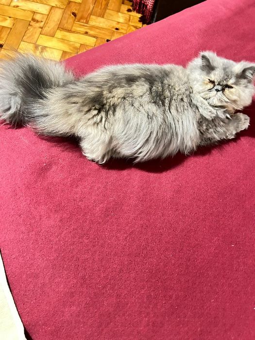Linda Gata  Persa