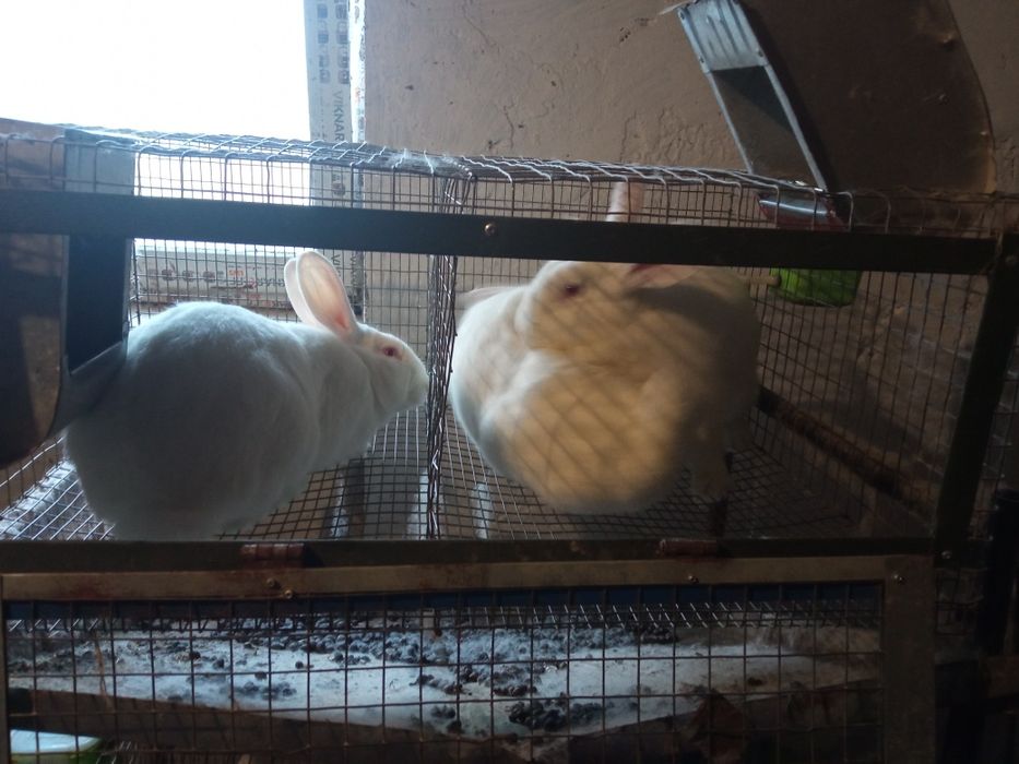 Кролі породи термонці