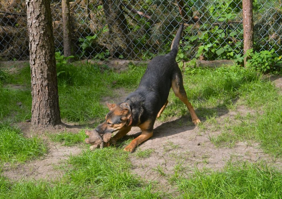 Przytulaśny Snoopy szuka domu