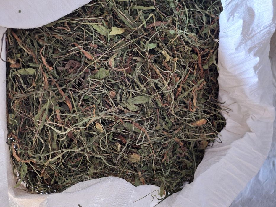 Sprzedam liść babki lancetowatej