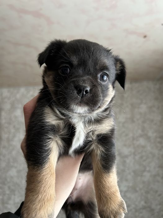 Цуценя дівчинка