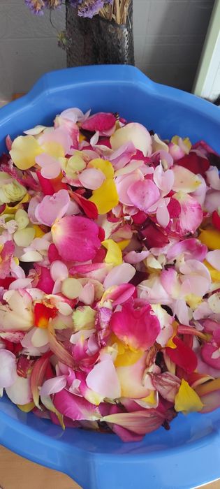 Пелюстки чайної троянди. Є свіжі й сушені