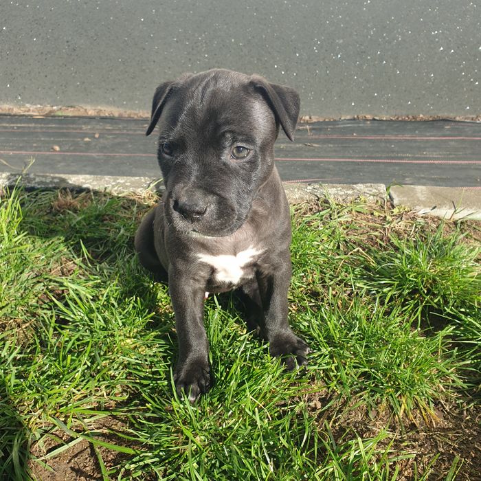 Amstaff Standard szczeniak miot B
