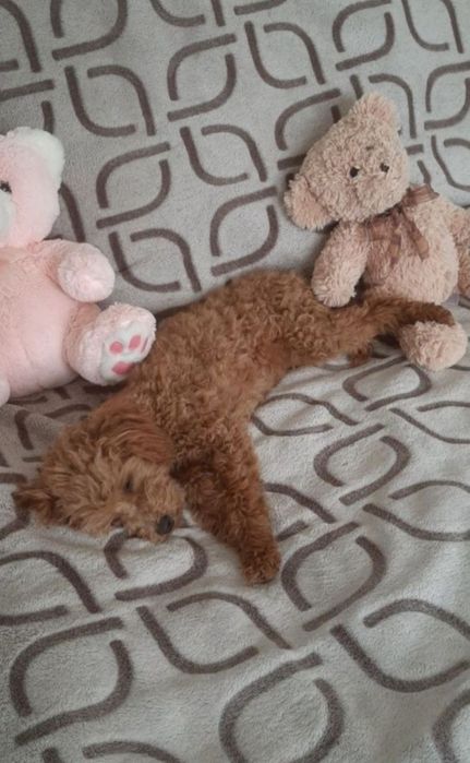Toy poodle red ‼️