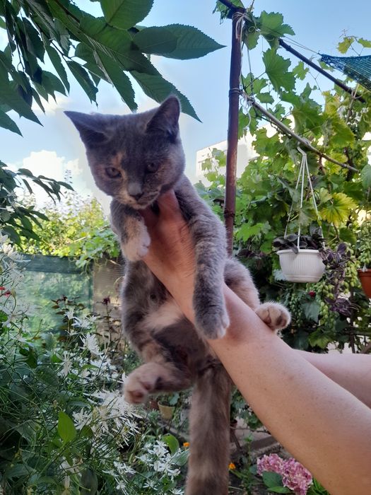 Віддам в добрі руки!