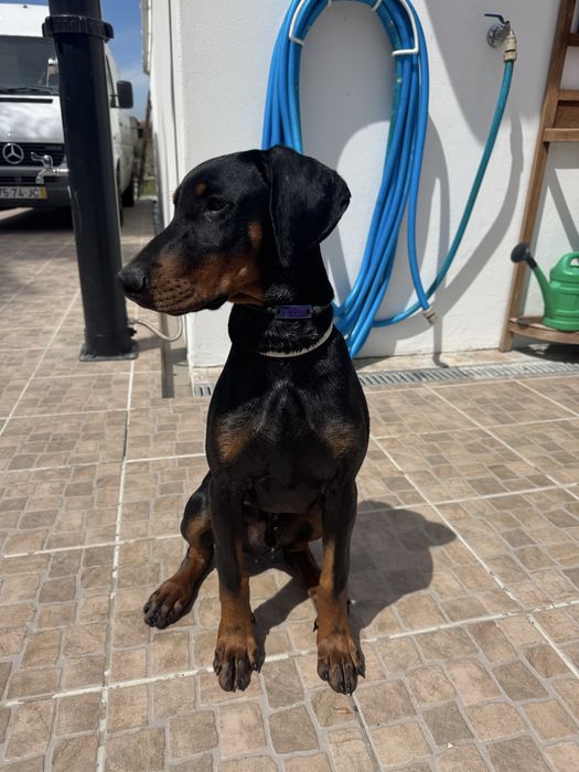 Treinador de Cães | Obediência