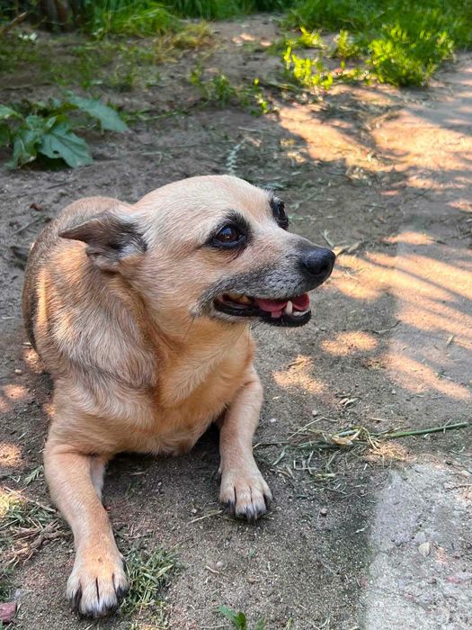 Towarzyska czarująca  malutka Myszka  szuka domu