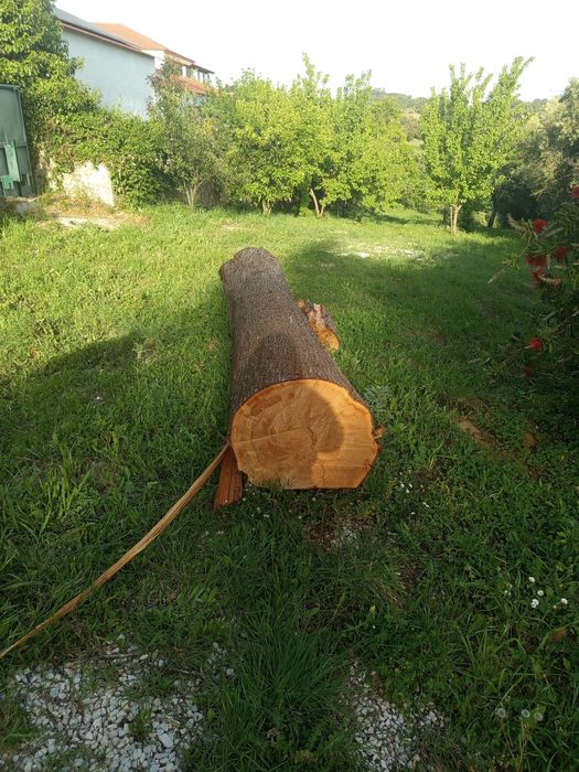 Vendo madeira tronco de cedro não e lenha e madeira boa