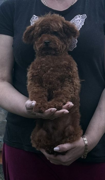 Кукольный мальчик той пудель