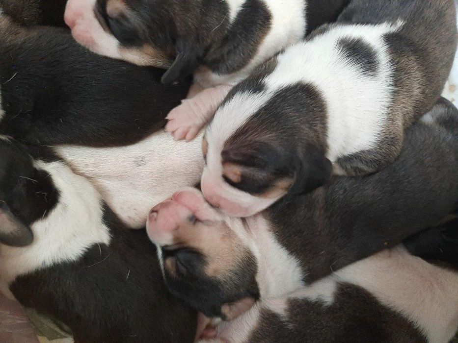 Вязка Эстонская гончая (ищем невесту)