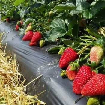 Пленка мульчирующая черная, от сорняков (первичка), 500м, 1000м