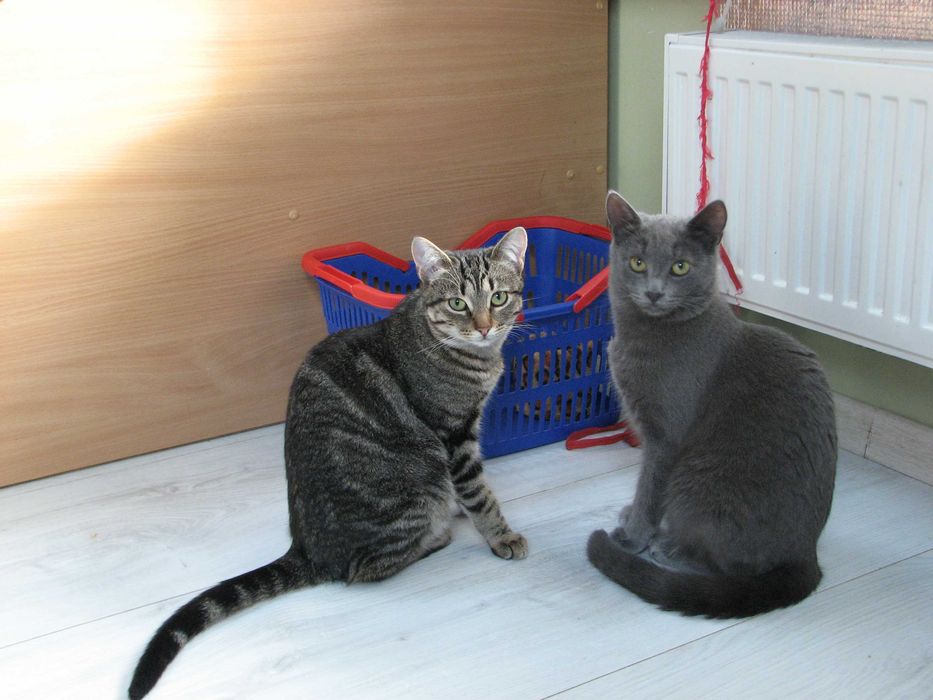 Загубився кіт, окрас сірий, димчастий Київ, вул. Вірменська