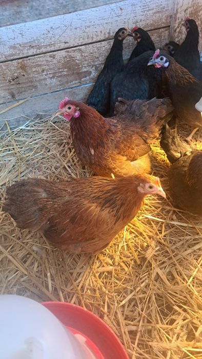 Kury ozdobne młode nioski