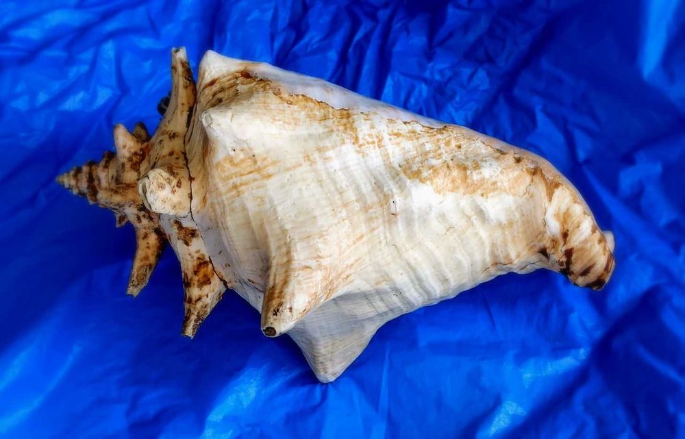 Ракушка Strombus gigas большая. Куба.