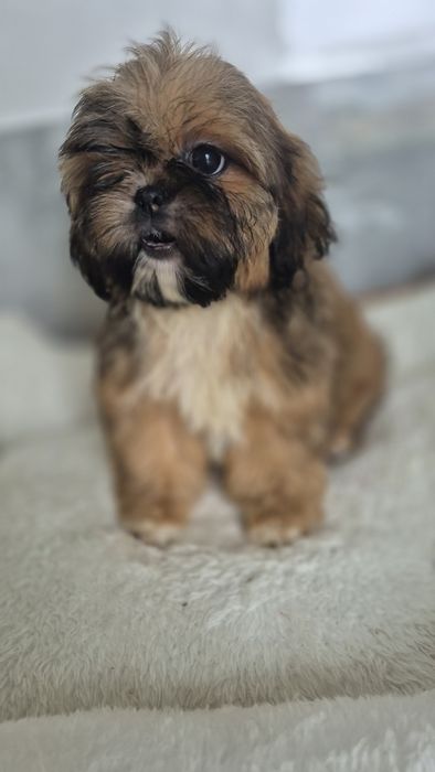 Shih Tzu śliczna suczka