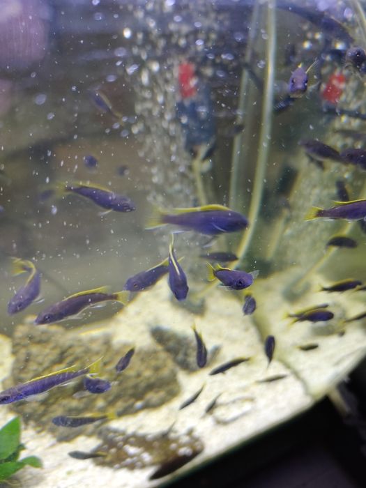 Pyszczaki pseudotropheus Acei