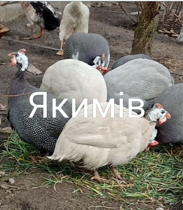 Інкубаційні яйця цесарок