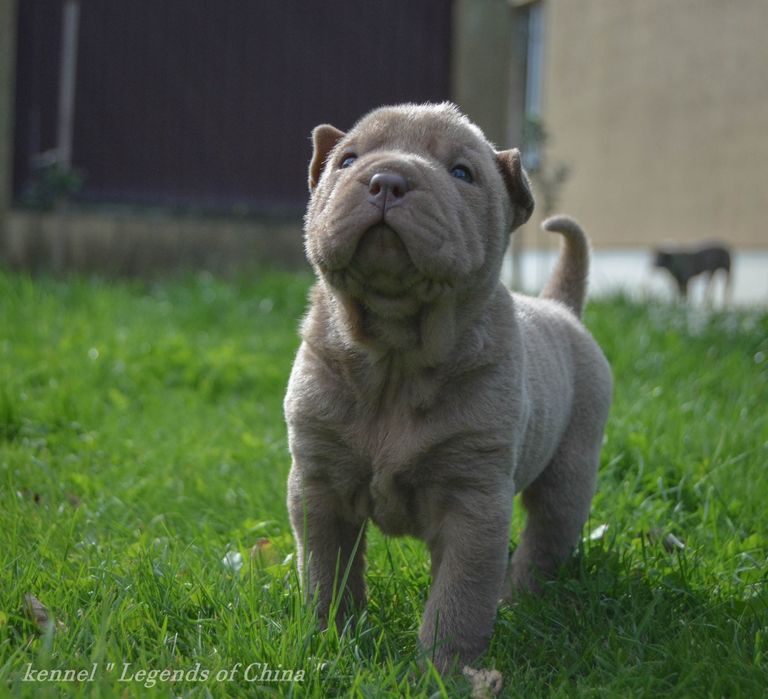 Шар-Пейчики з розплідника "Legends of China"