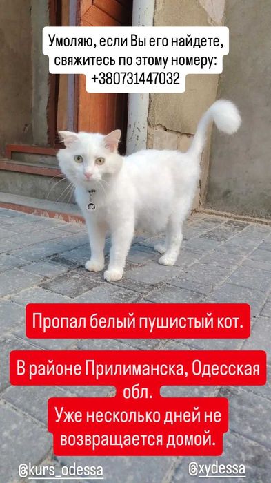 Потерянные животные