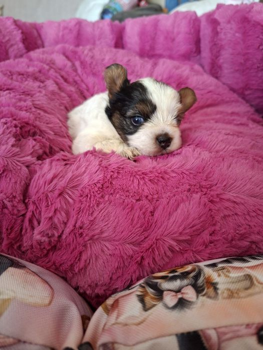 Yorkshire terrier sunia bluberry