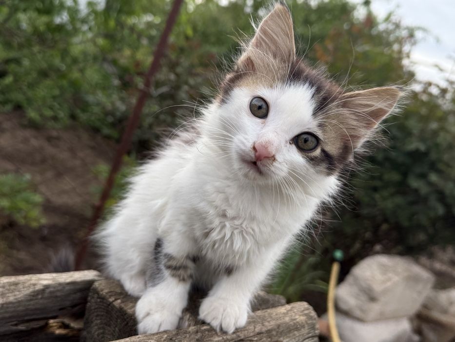 Подарую двох котиків