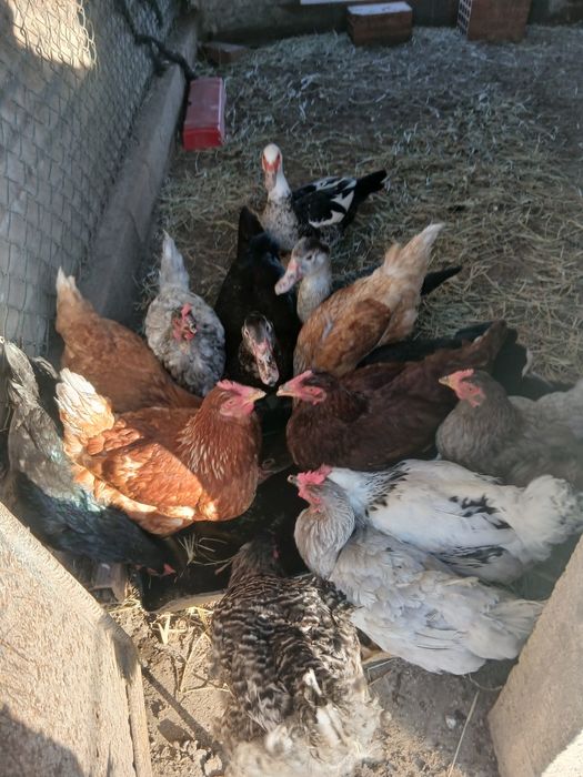Animais de quinta e aves