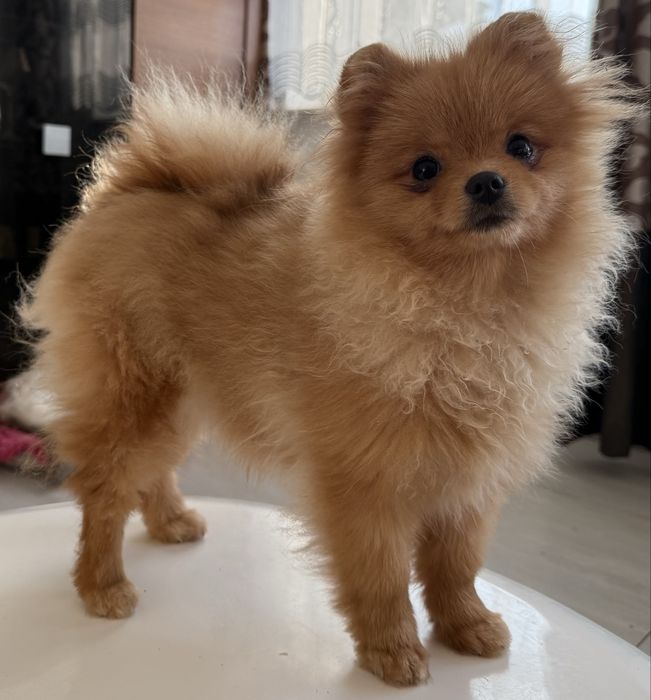 Szpic miniaturowy pomeranian suczka ZKwP FCI