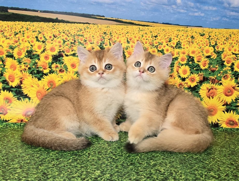 Сладкая парочка- золотые котята