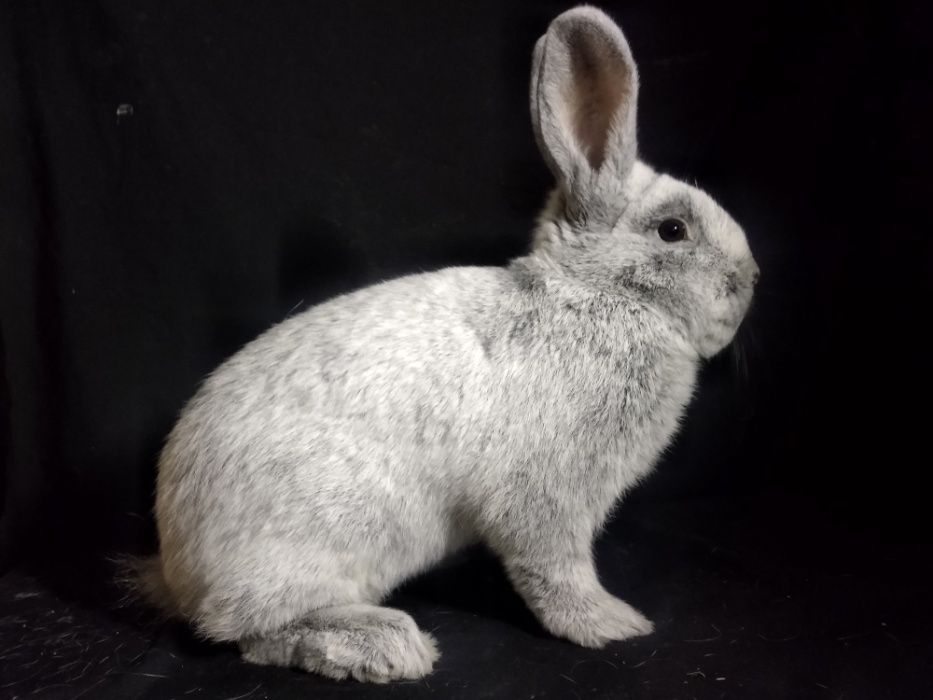 Кролики Велике Світле Срібло
