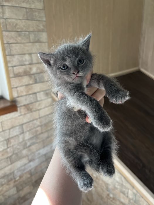 Віддам кошенят (2  дівчинки 1 хлопчик)