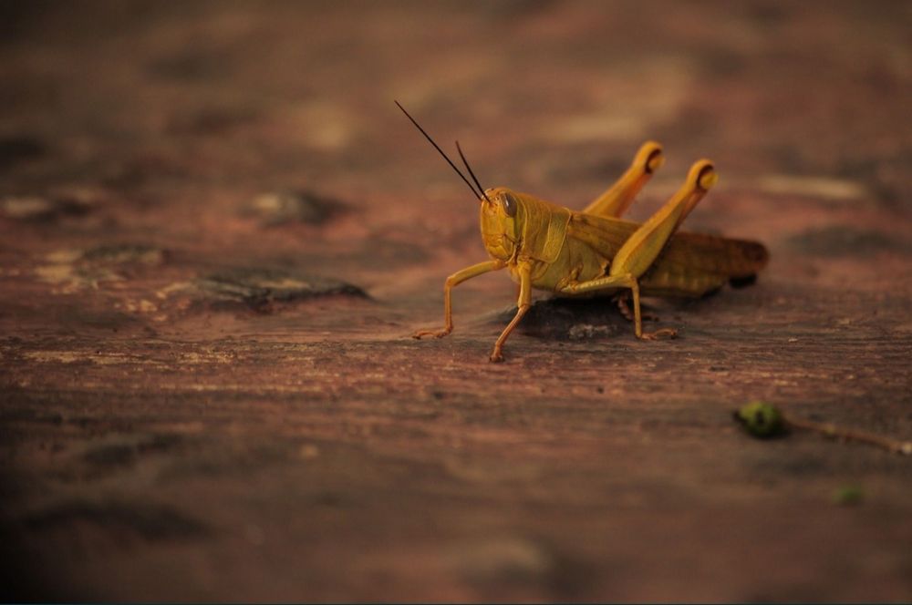 Szarańcza, karmówka