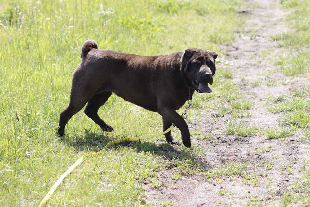shar-pei suczka szuka domu