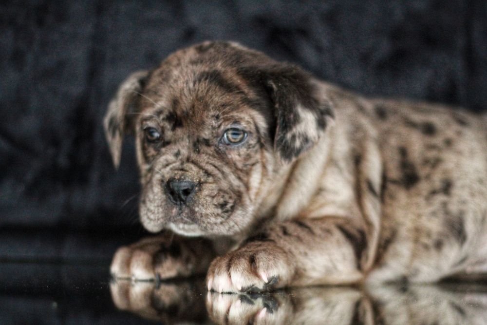 ВПЕРВЫЕ в Украине! North American mastiff.  NAM.  Северо-Американский